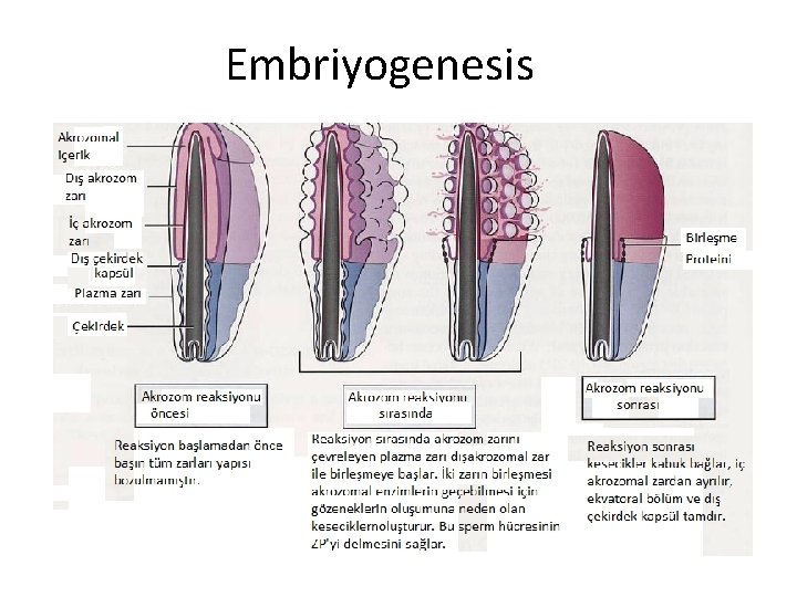 Embriyogenesis 