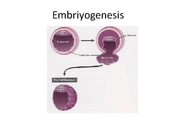 Embriyogenesis 