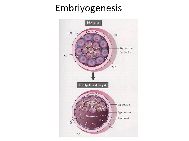 Embriyogenesis 