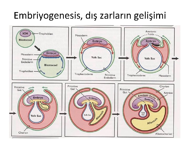 Embriyogenesis, dış zarların gelişimi 