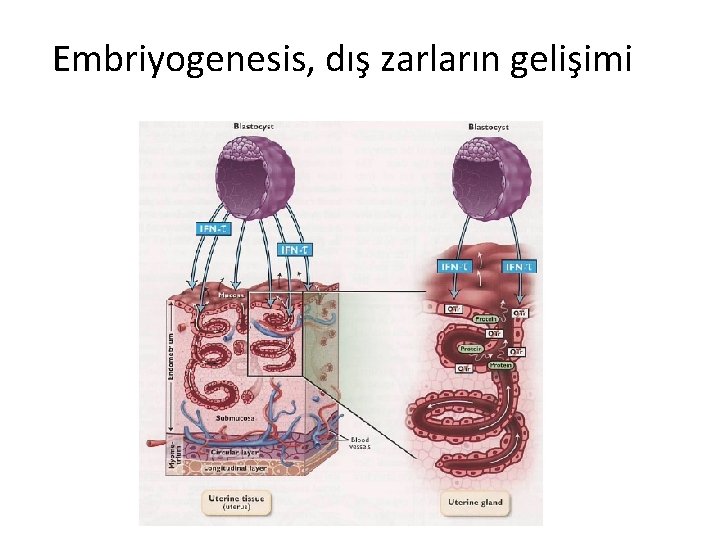 Embriyogenesis, dış zarların gelişimi 