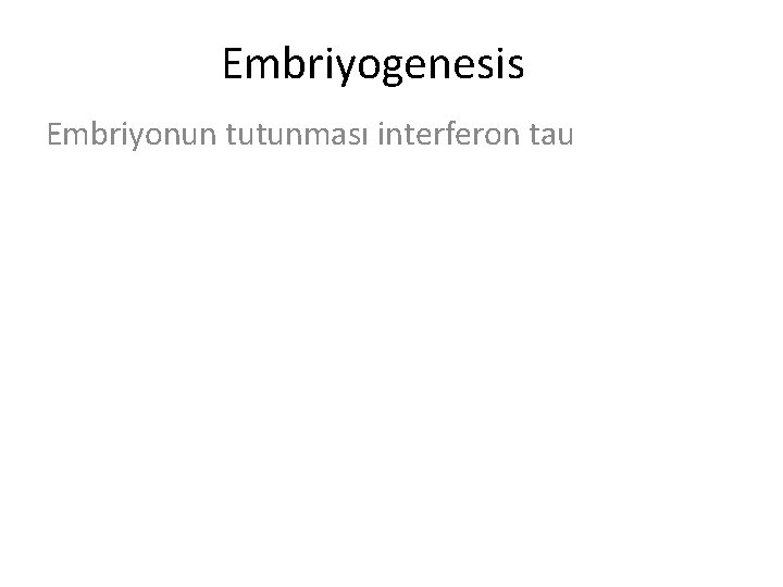 Embriyogenesis Embriyonun tutunması interferon tau 