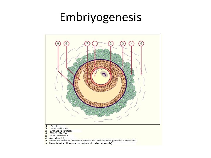 Embriyogenesis 