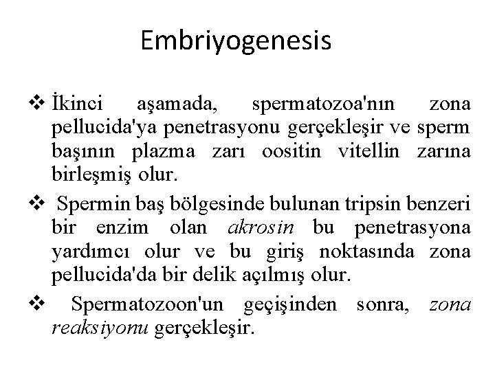 Embriyogenesis v İkinci aşamada, spermatozoa'nın zona pellucida'ya penetrasyonu gerçekleşir ve sperm başının plazma zarı