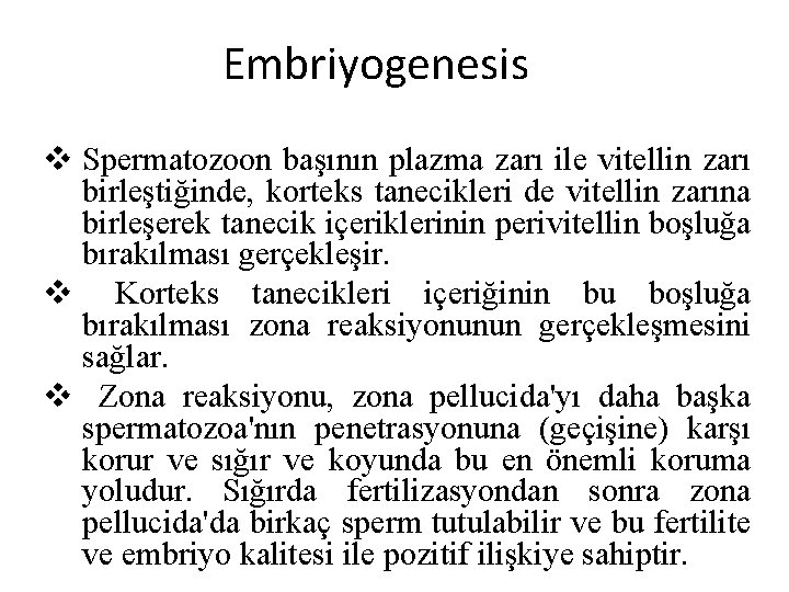 Embriyogenesis v Spermatozoon başının plazma zarı ile vitellin zarı birleştiğinde, korteks tanecikleri de vitellin