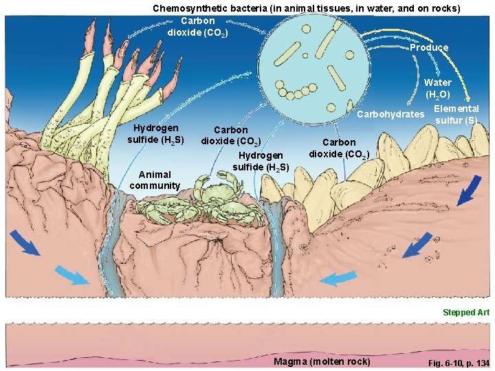 Chemosynthetic bacteria (in animal tissues, in water, and on rocks) Carbon dioxide (CO 2)