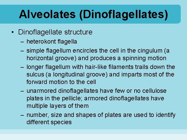 Alveolates (Dinoflagellates) • Dinoflagellate structure – heterokont flagella – simple flagellum encircles the cell