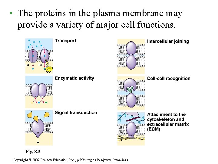  • The proteins in the plasma membrane may provide a variety of major