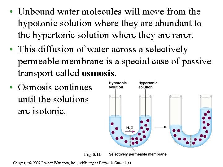  • Unbound water molecules will move from the hypotonic solution where they are