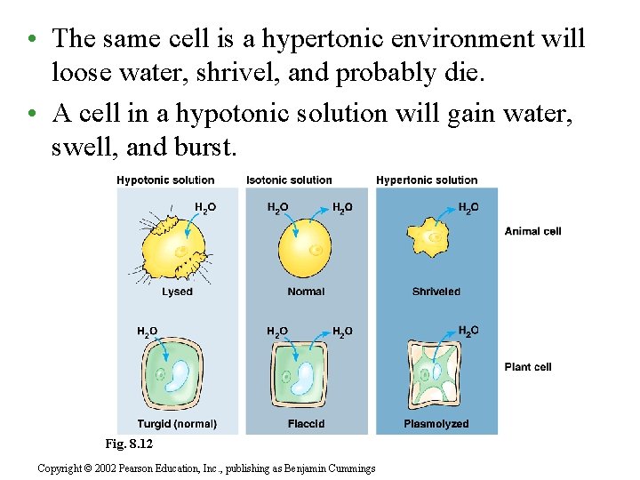  • The same cell is a hypertonic environment will loose water, shrivel, and