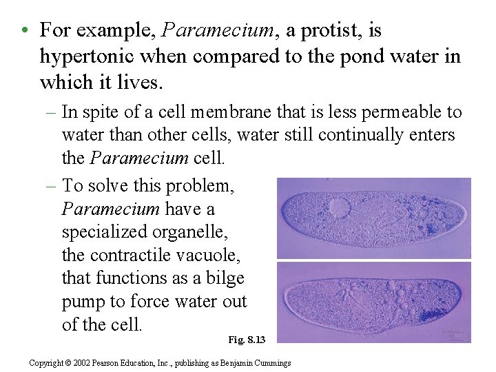  • For example, Paramecium, a protist, is hypertonic when compared to the pond