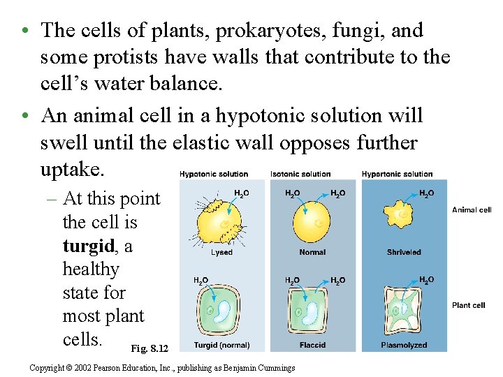  • The cells of plants, prokaryotes, fungi, and some protists have walls that