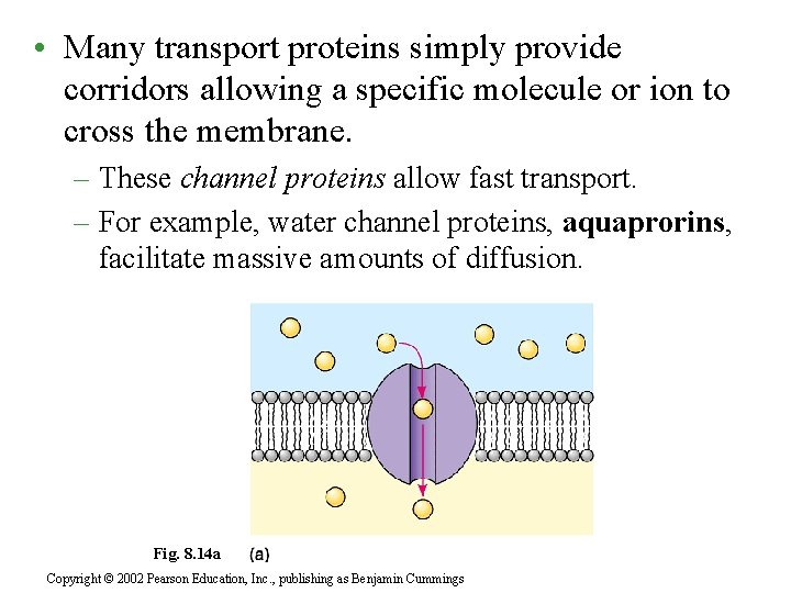  • Many transport proteins simply provide corridors allowing a specific molecule or ion