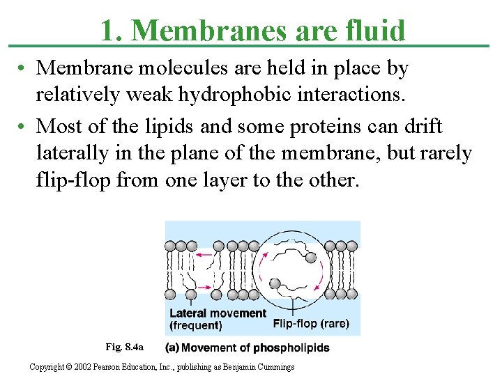 1. Membranes are fluid • Membrane molecules are held in place by relatively weak