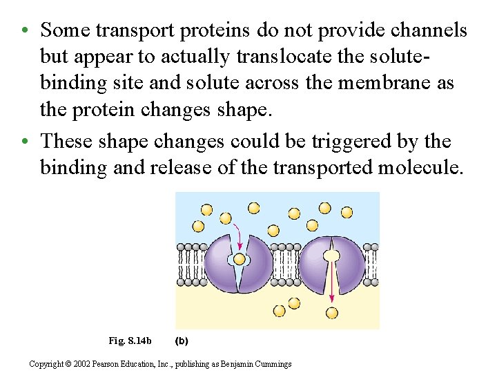  • Some transport proteins do not provide channels but appear to actually translocate