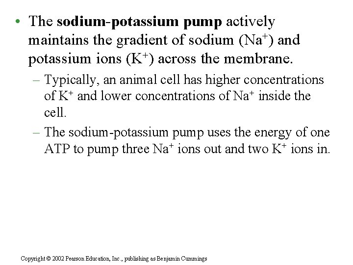  • The sodium-potassium pump actively maintains the gradient of sodium (Na+) and potassium