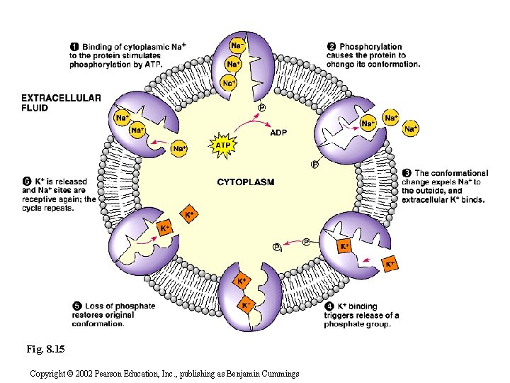 Fig. 8. 15 Copyright © 2002 Pearson Education, Inc. , publishing as Benjamin Cummings
