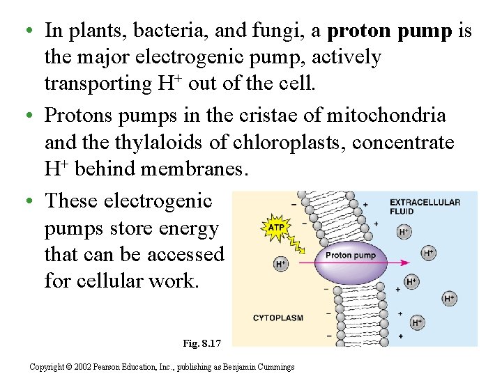  • In plants, bacteria, and fungi, a proton pump is the major electrogenic