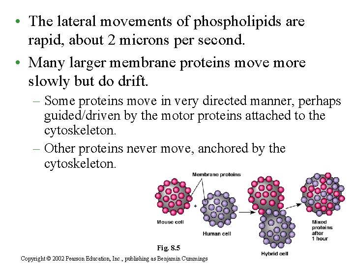  • The lateral movements of phospholipids are rapid, about 2 microns per second.