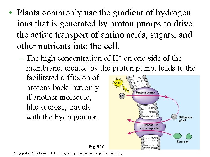  • Plants commonly use the gradient of hydrogen ions that is generated by