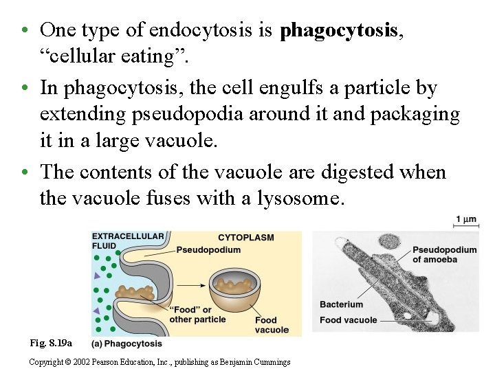  • One type of endocytosis is phagocytosis, “cellular eating”. • In phagocytosis, the