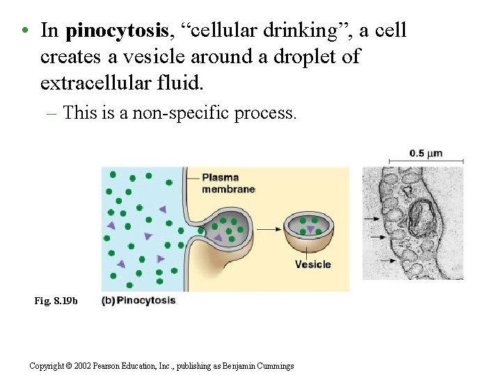  • In pinocytosis, “cellular drinking”, a cell creates a vesicle around a droplet