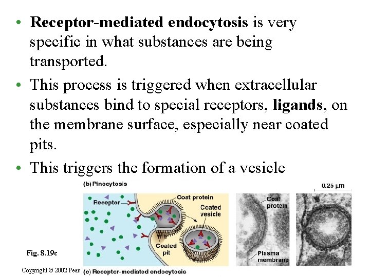  • Receptor-mediated endocytosis is very specific in what substances are being transported. •