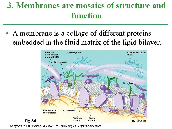 3. Membranes are mosaics of structure and function • A membrane is a collage