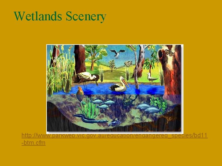 Wetlands Scenery n http: //www. parkweb. vic. gov. au/education/endangered_species/bd 11 -btm. cfm 