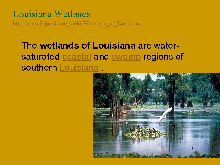 Louisiana Wetlands http: //en. wikipedia. org/wiki/Wetlands_of_Louisiana n The wetlands of Louisiana are watersaturated coastal