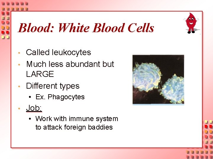 Blood: White Blood Cells • • • Called leukocytes Much less abundant but LARGE