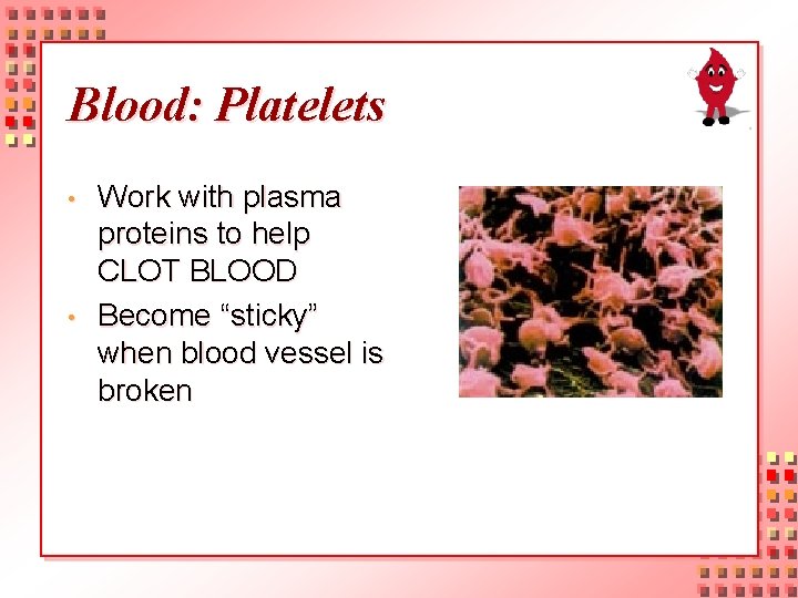 Blood: Platelets • • Work with plasma proteins to help CLOT BLOOD Become “sticky”