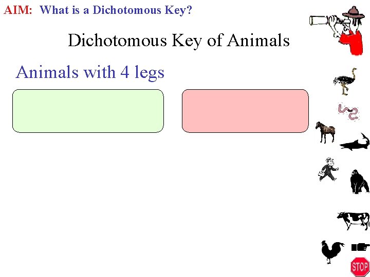 AIM: What is a Dichotomous Key? Dichotomous Key of Animals with 4 legs 