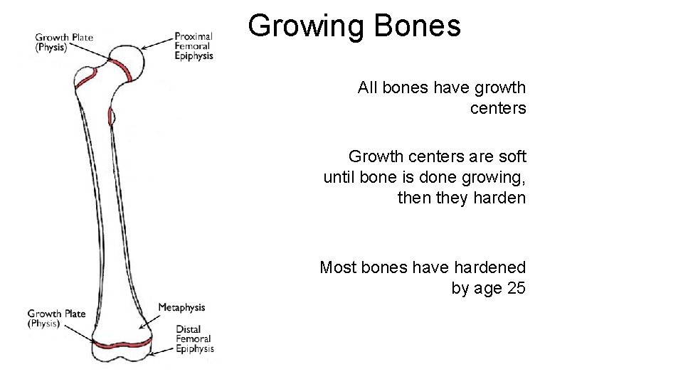 Growing Bones All bones have growth centers Growth centers are soft until bone is Growing Bones All bones have growth centers Growth centers are soft until bone is