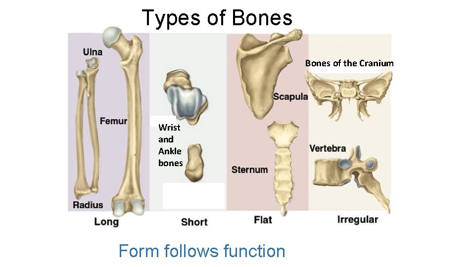 Types of Bones of the Cranium Wrist and Ankle bones Form follows function Types of Bones of the Cranium Wrist and Ankle bones Form follows function