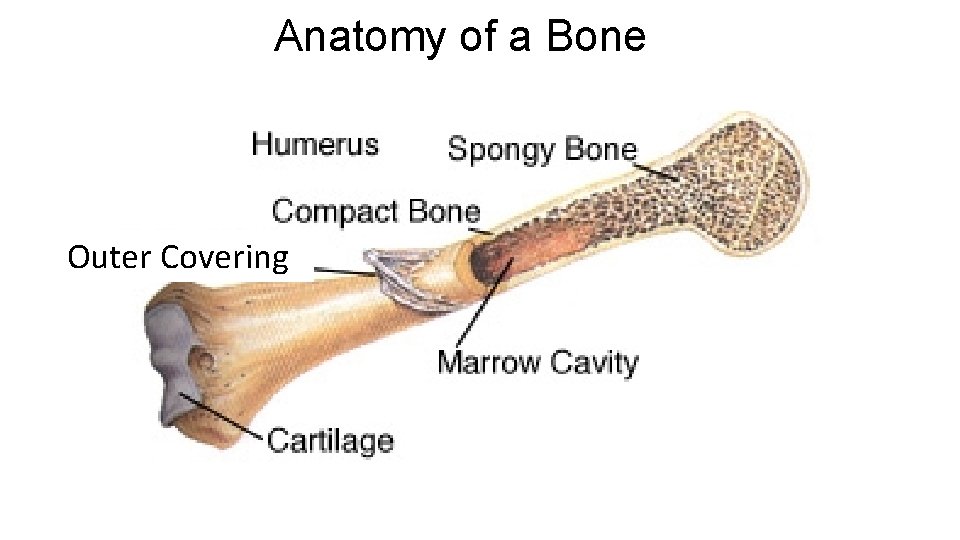Anatomy of a Bone Outer Covering Anatomy of a Bone Outer Covering