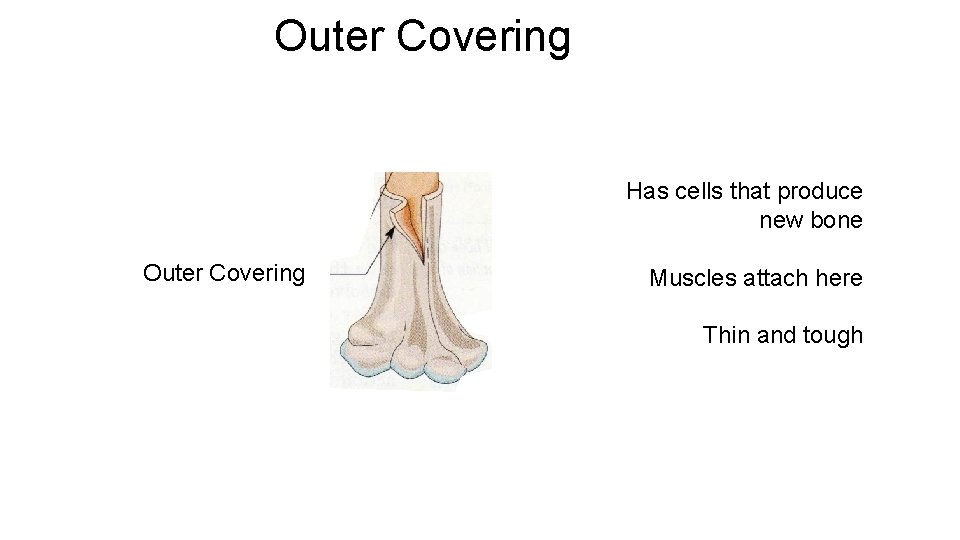 Outer Covering Has cells that produce new bone Outer Covering Muscles attach here Thin Outer Covering Has cells that produce new bone Outer Covering Muscles attach here Thin