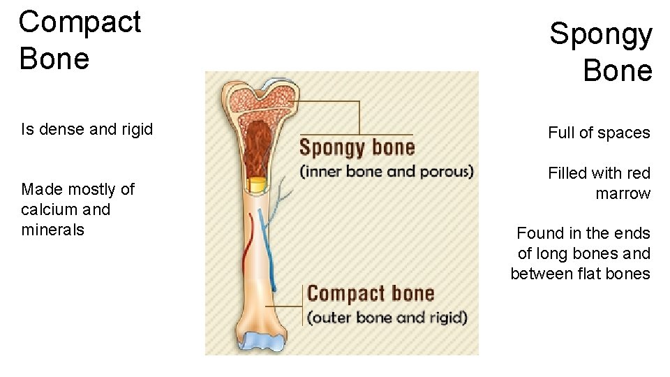Compact Bone Is dense and rigid Made mostly of calcium and minerals Spongy Bone Compact Bone Is dense and rigid Made mostly of calcium and minerals Spongy Bone