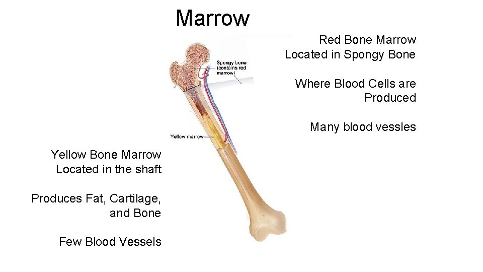 Marrow Red Bone Marrow Located in Spongy Bone Where Blood Cells are Produced Many Marrow Red Bone Marrow Located in Spongy Bone Where Blood Cells are Produced Many