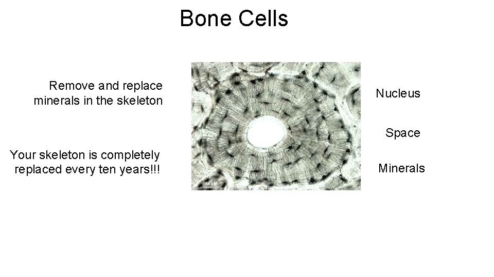 Bone Cells Remove and replace minerals in the skeleton Nucleus Space Your skeleton is Bone Cells Remove and replace minerals in the skeleton Nucleus Space Your skeleton is