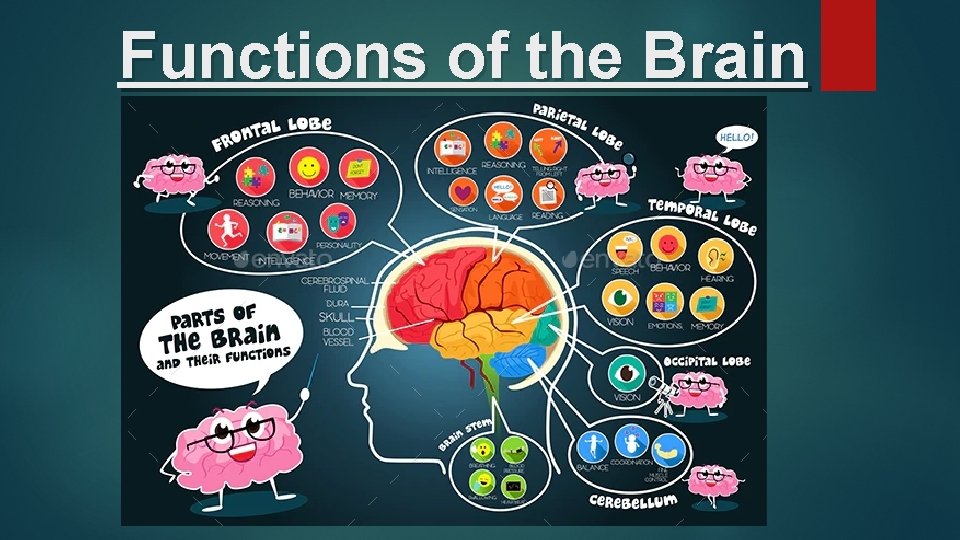 Childrens University Functions Of The Brain Quiz Functions childrens-university-functions-of-the-brain-quiz-functions