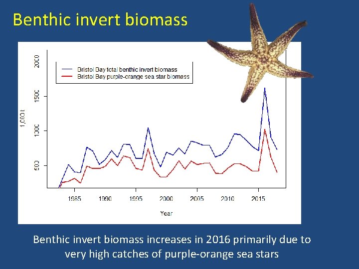 Benthic invert biomass increases in 2016 primarily due to very high catches of purple-orange