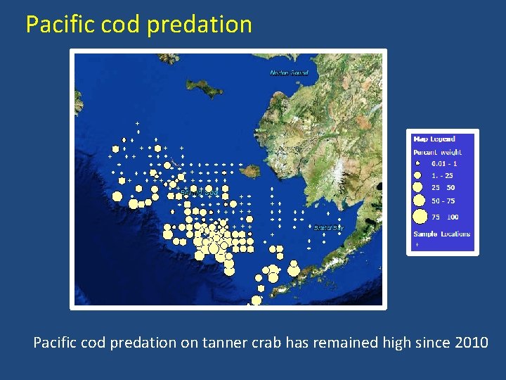 Pacific cod predation on tanner crab has remained high since 2010 