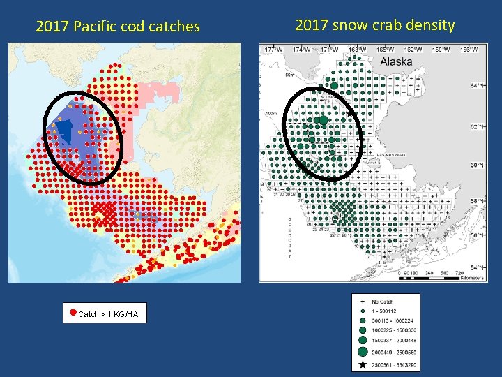 2017 Pacific cod catches Catch > 1 KG/HA 2017 snow crab density 