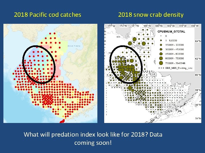 2018 Pacific cod catches 2018 snow crab density What will predation index look like