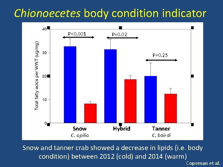 Chionoecetes body condition indicator P<0. 001 P=0. 02 P=0. 25 Snow C. opilio Hybrid