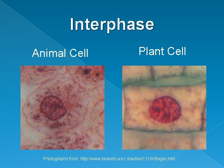 Interphase Animal Cell Plant Cell Photographs from: http: //www. bioweb. uncc. edu/biol 1110/Stages. htm