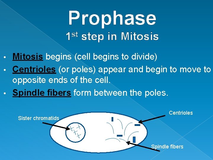 Prophase 1 st step in Mitosis begins (cell begins to divide) • Centrioles (or