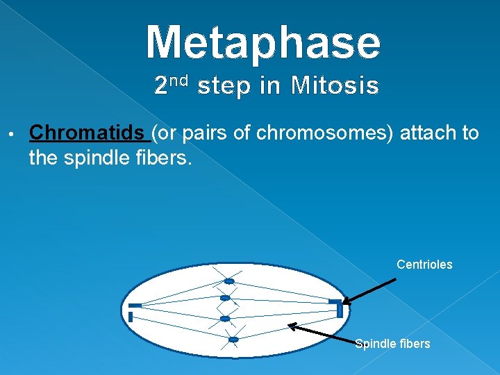 Metaphase 2 nd step in Mitosis • Chromatids (or pairs of chromosomes) attach to