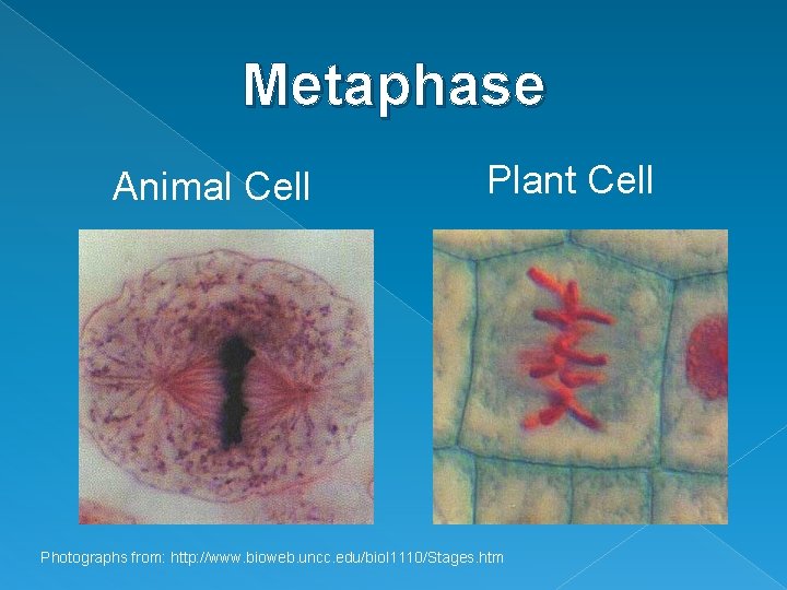 Metaphase Animal Cell Plant Cell Photographs from: http: //www. bioweb. uncc. edu/biol 1110/Stages. htm